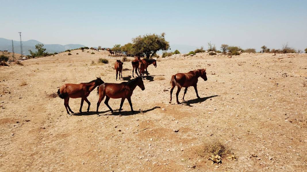 Şehzadelerin atlarıydılar şimdi özgürlüğe dört nala koşuyorlar 1